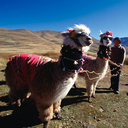 callejon_huaylas_pumapampa_huaraz_peru2_reasonably_small.jpg